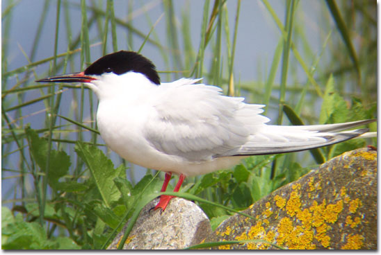 Roseate Tern North Brother  - Ted D'Eon - July 4, 2002