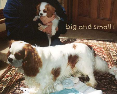 Bigandsmallweb
