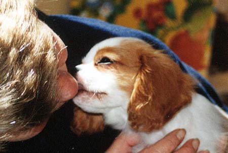 Thekisser