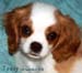 Teddy14wks