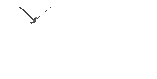 Bird_2.gif (50595 bytes)