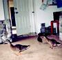 Pond duckies in 1004