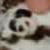 Me, ripping the baby from the momma panda...hoohaha. Take that baby panda scum! Yeah
