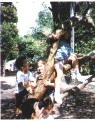 arbol.jpg (32474 bytes)