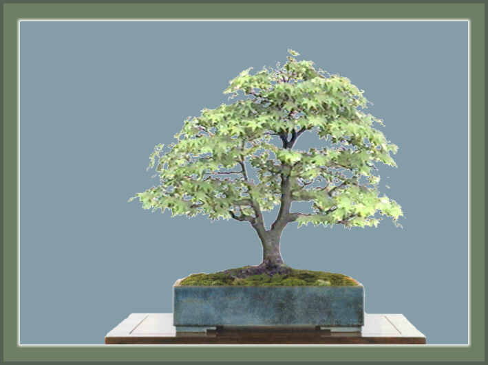 Acer palmatum, 60 x 55 cm. (alto x ancho)
