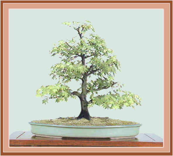Acer palmatum, 53 x 50 cm. (alto x ancho)