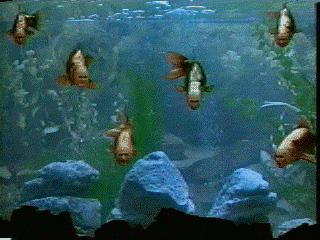 Monty Python Link