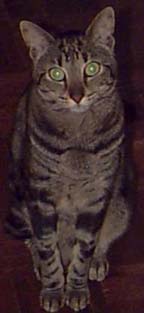 cat