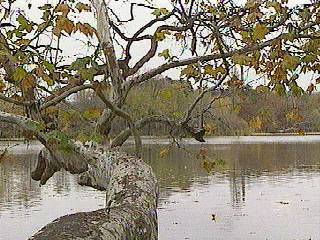 Angolkert