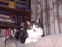 Picture 1 of Merlin