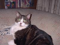 Picture 4 of Merlin