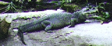 crocodile