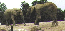 elephant