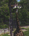 girrafe