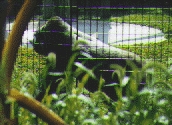 gorilla