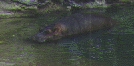 hippo