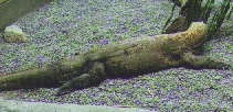 A real Komodo Dragon