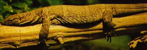 little lizzard