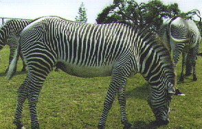 zebra