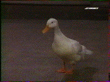 Le canard de Joey et Chandler