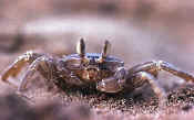 ghostcrab3.JPG (61340 bytes)