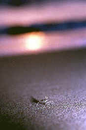 ghostcrab4.JPG (47002 bytes)