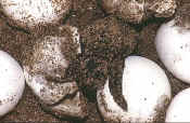 turtlehutching.JPG (79483 bytes)