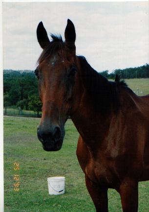 Image of bozclo.jpg