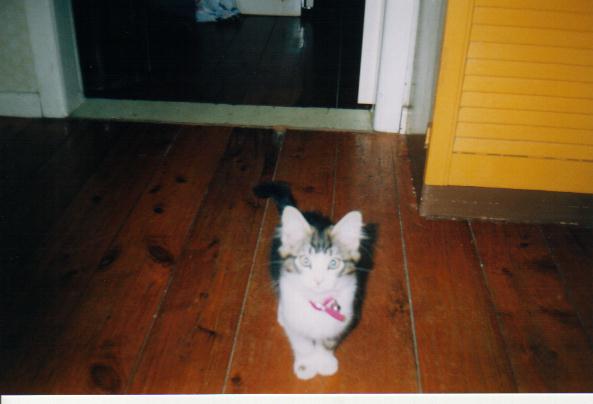 Image of kitten2.jpg