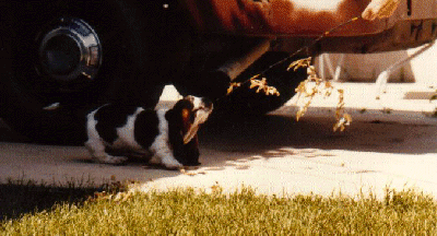 /user/PUP2.gif