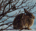 oh look, a bunny wabbit