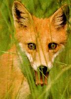 A fox, well, yes, I guess that makes sense, huh?