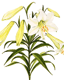 Come to my garden... oh, wai, wrong LILY