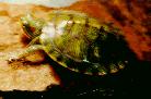 Has...anyone...seen...my...turtle...?