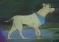 Duke