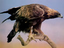 Aguila Real