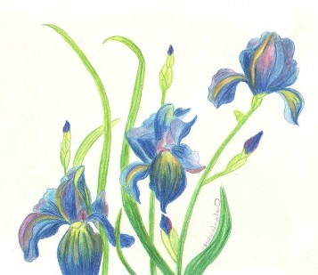 irises