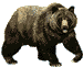 Grizzly Bear
