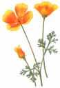 Poppies