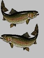 Two Trout
