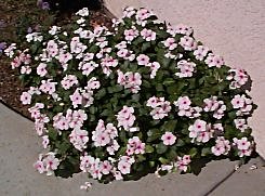Vincas