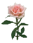 Pink Rose