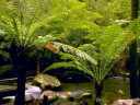 Ferns