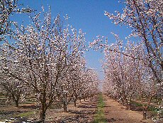 Almond Trees