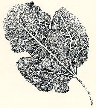 4.jpg (61358 bytes)