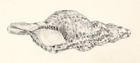 p1.jpg (10125 bytes)