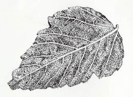 6.jpg (64325 bytes)