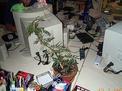 Plant.