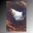 naked chicken