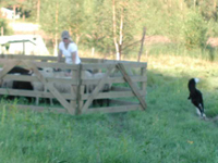 Romi kiertää laumaa 2.8.2002